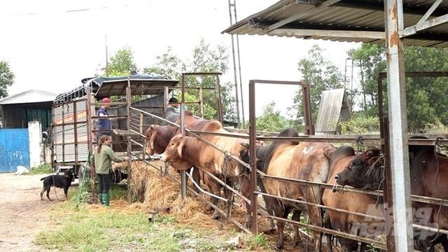 Trang trại nuôi bò ở Đồng Nai