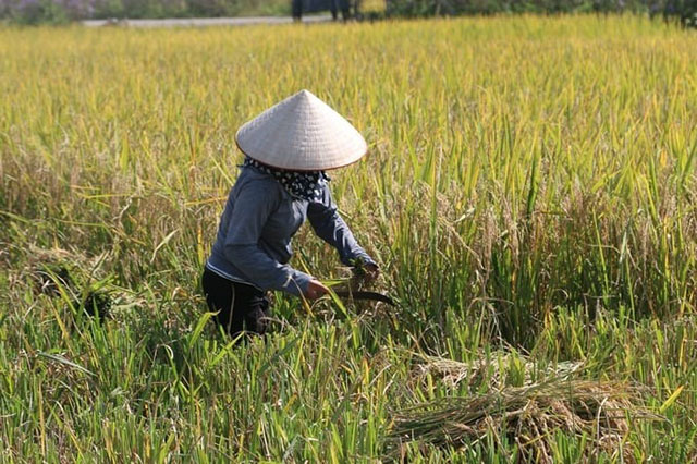 Giống lúa nếp cái hoa vàng