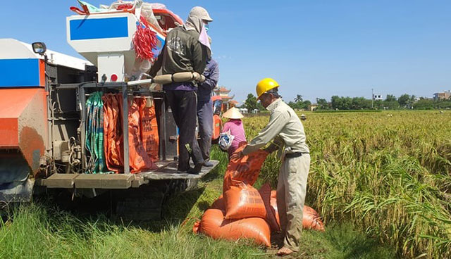 Giống lúa nếp cái hoa vàng