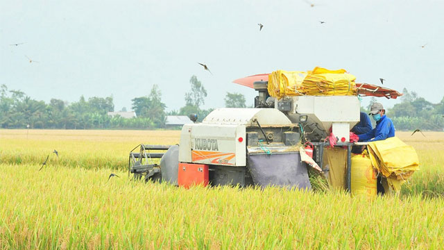 Giá lúa gạo hôm nay ngày 1/12 và tuần qua: Gạo thơm chào giá cao, lúa tươi giá tăng mạnh