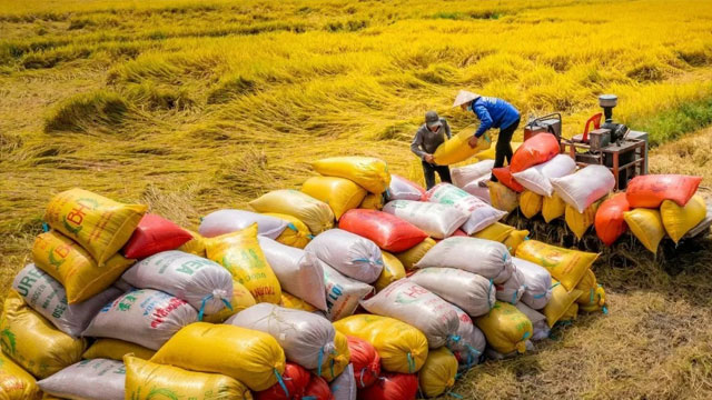 Giá lúa gạo hôm nay ngày 23/11: Gạo đẹp nhu cầu nhiều, lúa Thu Đông giao dịch lai rai