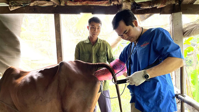 Ứng dụng kỹ thuật siêu âm, nâng cao năng suất sinh sản đàn bò lai hướng thịt