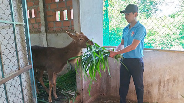 Bình Định: Thu nhập khá từ nuôi hươu lấy nhung