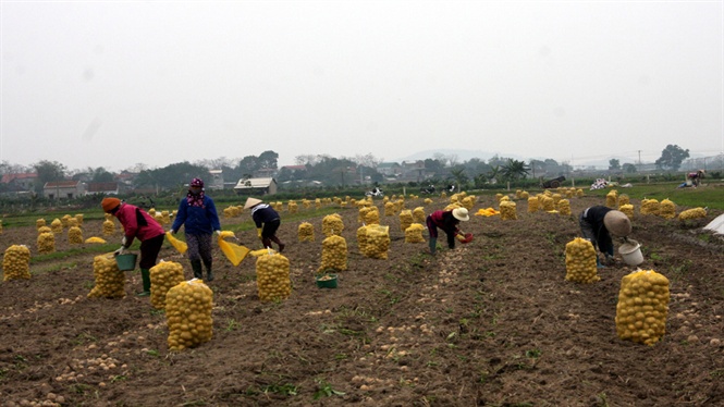 Khoai tây vụ đông