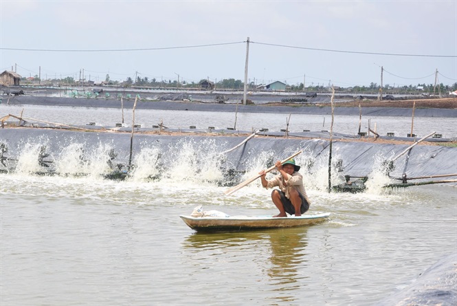 Kinh nghiệm nuôi tôm ở Sóc Trăng