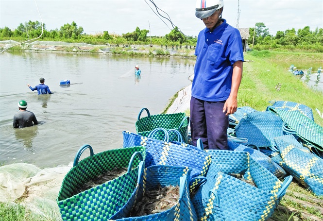 Kinh nghiệm nuôi tôm ở Sóc Trăng