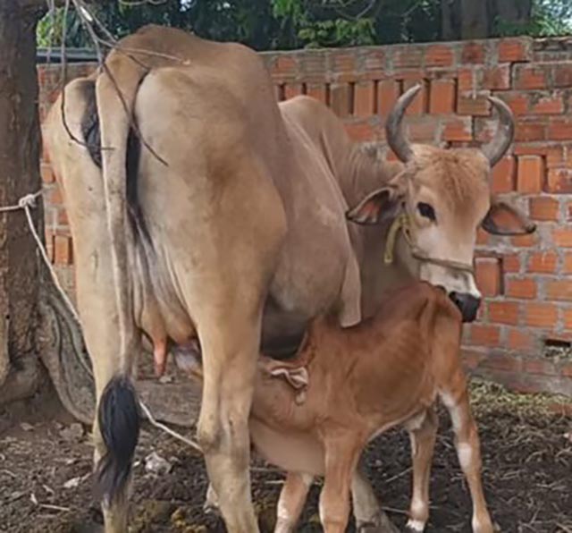 Dấu hiệu bò sắp đẻ