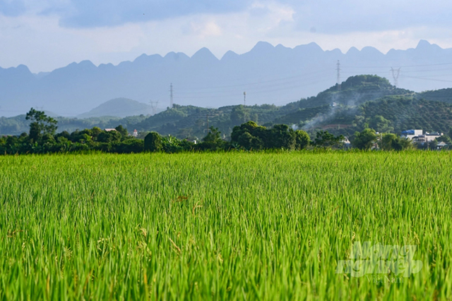 Giống lúa Thuỵ Hương 308