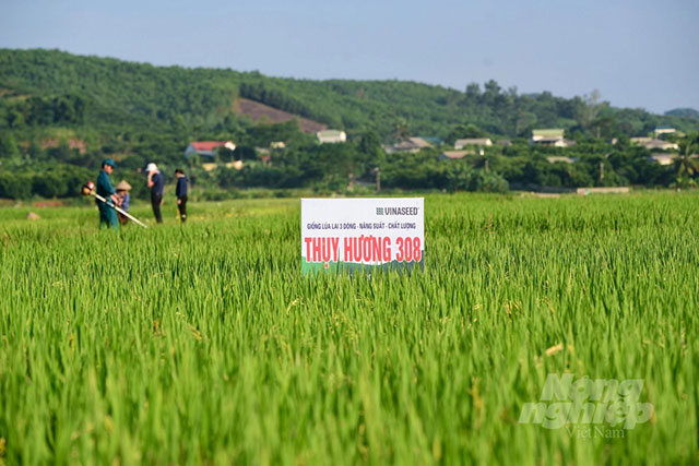 Giống lúa Thuỵ Hương 308