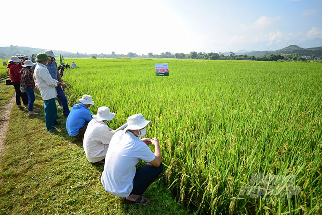 Giống lúa Thuỵ Hương 308