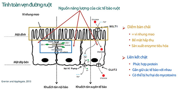 Tính toàn vẹn đường ruột