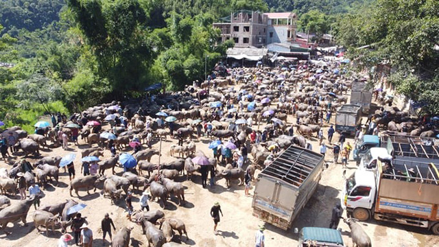 Kiểm dịch động vật