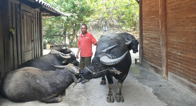 Chăn nuôi an toàn cùng tiêm phòng vắc xin