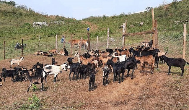 Chăn nuôi an toàn cùng tiêm phòng vắc xin