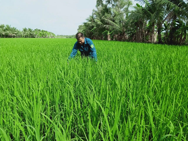 Mô hình canh tác lúa thông minh