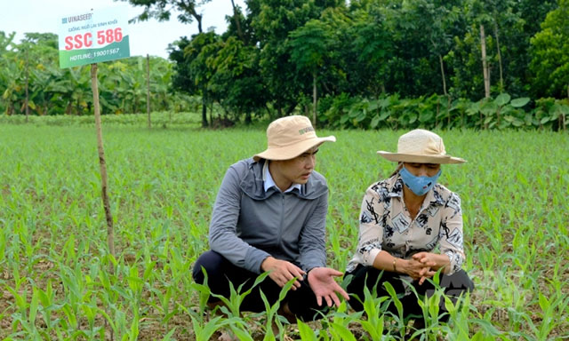 Giống ngô sinh khối SSC 586