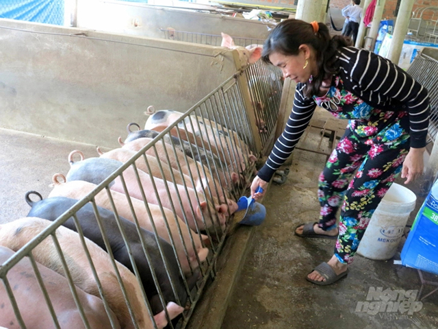 Cơ hội tái đàn heo cuối năm