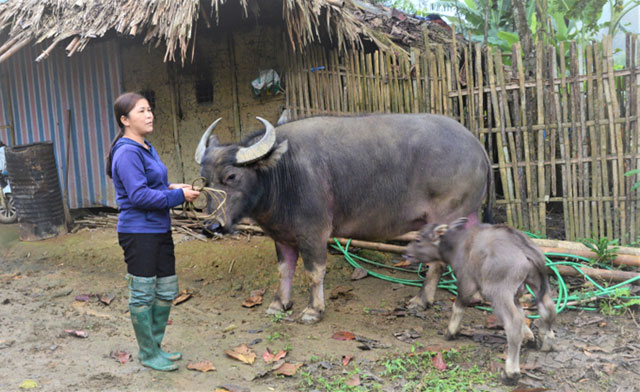 Trâu ngố Tuyên Quang