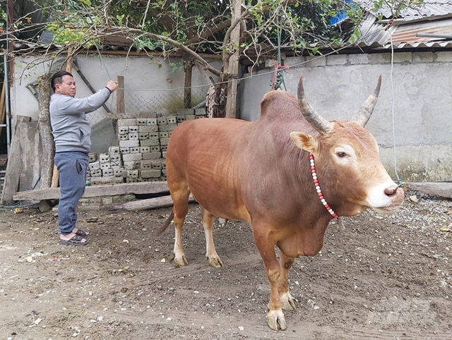 Ứng phó dịch lở mồm long móng ở bò