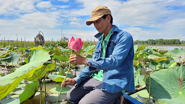 Trồng sen nuôi cá