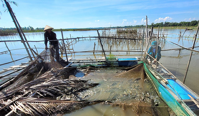 Trồng sen nuôi cá