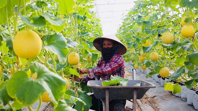 Hà Nội sẽ có 9 vùng, khu chuyên canh nông nghiệp