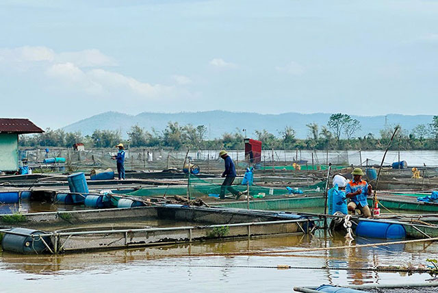 Bảo vệ lồng cá nuôi sông