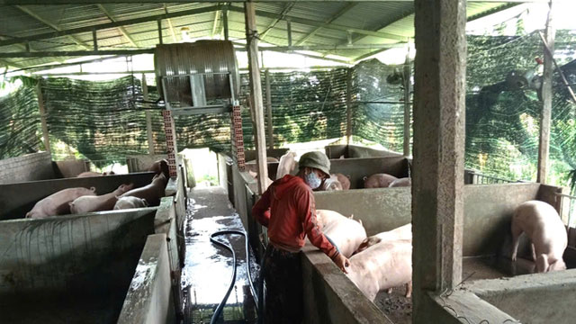 Chăn nuôi liên kết, hết lo đầu ra