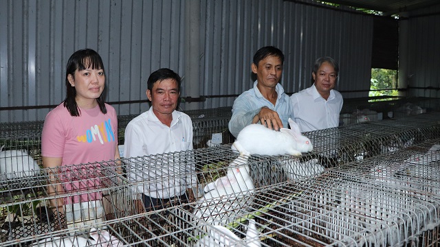 Mô hình nuôi thỏ thu nhập hàng trăm triệu mỗi năm