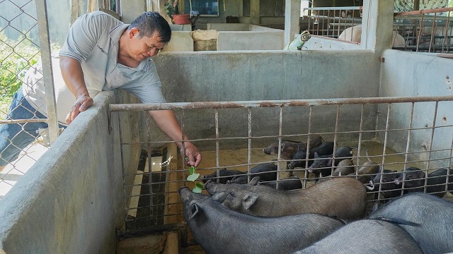 Hiệu quả từ mô hình nuôi heo đen tại Khánh Hòa